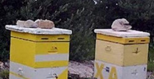 Αιτήσεις μελισσοκόμων για «Αντικατάσταση κυψελών» και « Ενίσχυση της νομαδικής μελισσοκομίας»